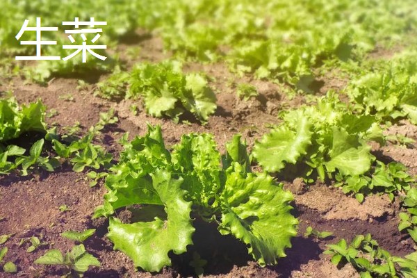 八月份可以种什么菜,推荐大白菜、茄子等