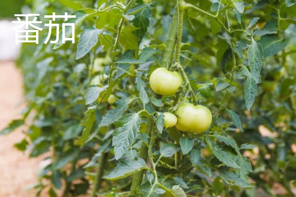 八月份可以种什么菜,推荐大白菜、茄子等