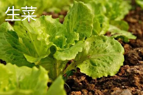 八月份可以种什么菜,推荐大白菜、茄子等
