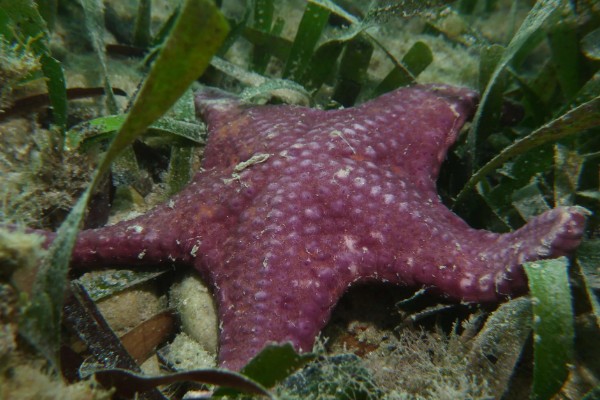 海星的饲养方法,可以投喂小鱼、小虾等