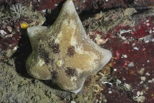 海星的饲养方法,可以投喂小鱼、小虾等