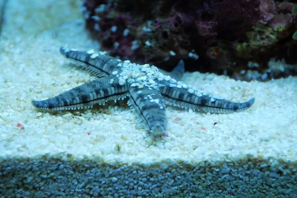 海星的饲养方法,可以投喂小鱼、小虾等