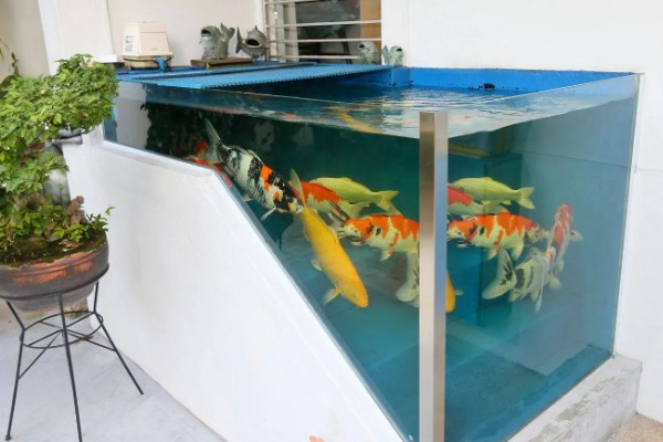 刚入缸的锦鲤怎么养,水温保持在20-25℃