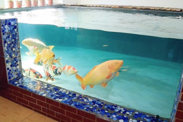 刚入缸的锦鲤怎么养,水温保持在20-25℃