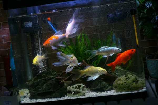 刚入缸的锦鲤怎么养,水温保持在20-25℃