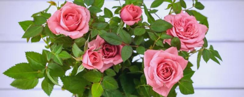 月季花掉叶子的原因及解决方法，可能是光照不足所致