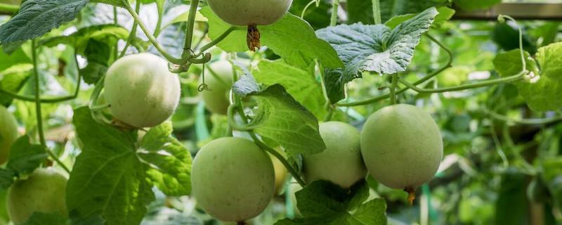 大棚甜瓜怎么管理，拉开昼夜温差可提高果实品质
