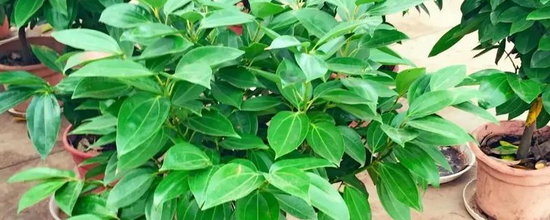 平安树叶子下垂的原因，可能是浇水过于频繁所致