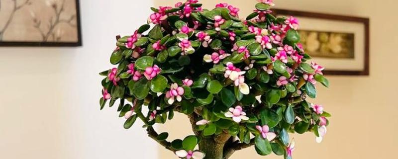 金枝玉叶的养殖方法，夏季每个月追施一次有机肥