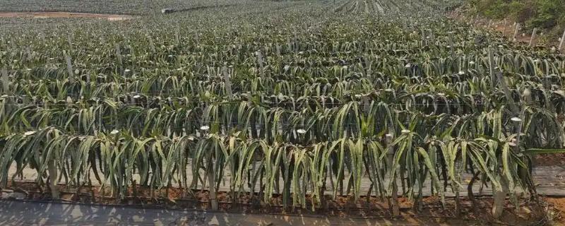 种植火龙果的前景，市场前景比较可观