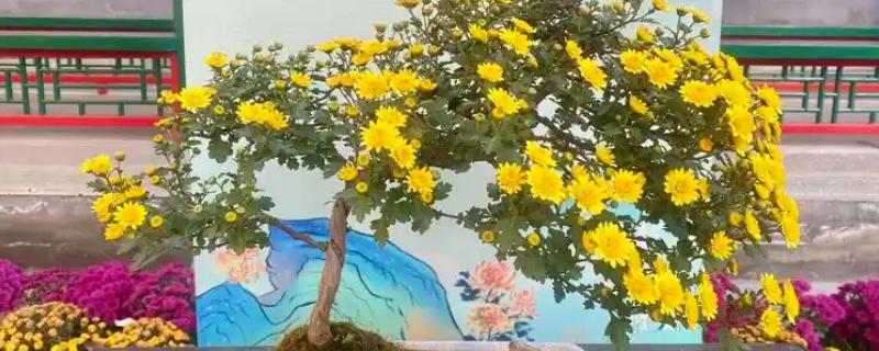 菊花喜欢水多吗，每次浇水要浇透