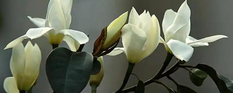 怎么养殖含笑花，生长期每隔15天施一次肥