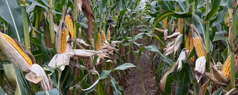 玉米种子什么品种好，推荐郑单958、先玉335等