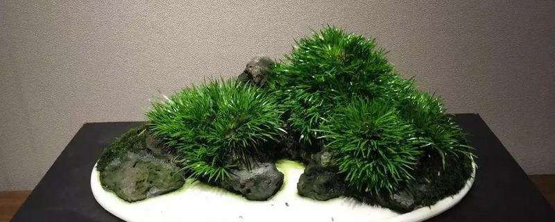 金钱菖蒲的鉴别方式，台湾菖蒲叶面较宽