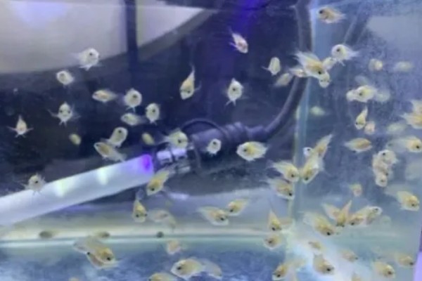 迷你鹦鹉鱼鱼卵多久孵化，7天左右就可以孵化成功
