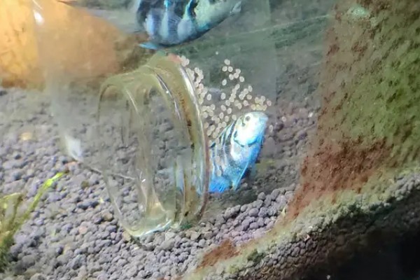 迷你鹦鹉鱼鱼卵多久孵化，7天左右就可以孵化成功