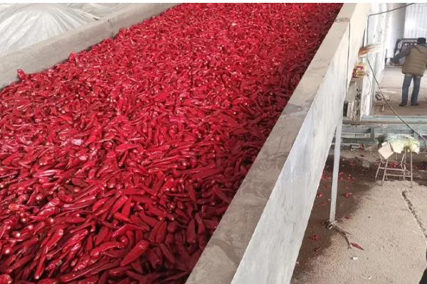怎么在冷库中储藏鲜辣椒,经过预冷后再入库保存