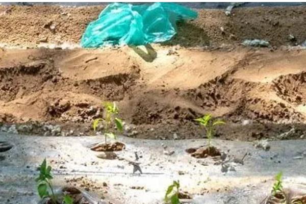 怎么在冷库中储藏鲜辣椒,经过预冷后再入库保存