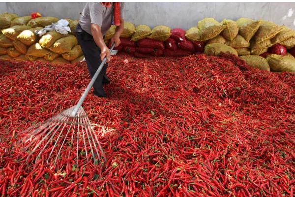 怎么在冷库中储藏鲜辣椒,经过预冷后再入库保存