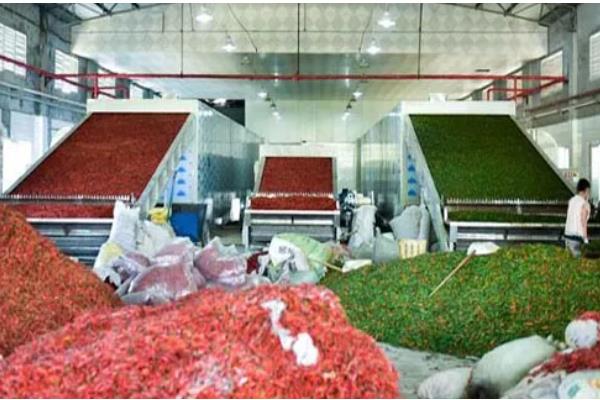 怎么在冷库中储藏鲜辣椒,经过预冷后再入库保存