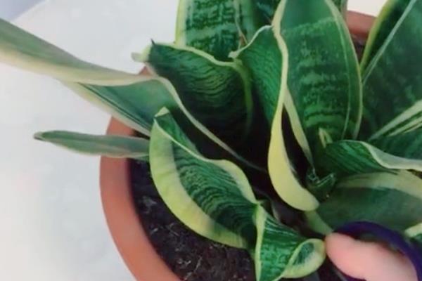 裸根虎皮兰上盆几天可以生根，需要一个月左右