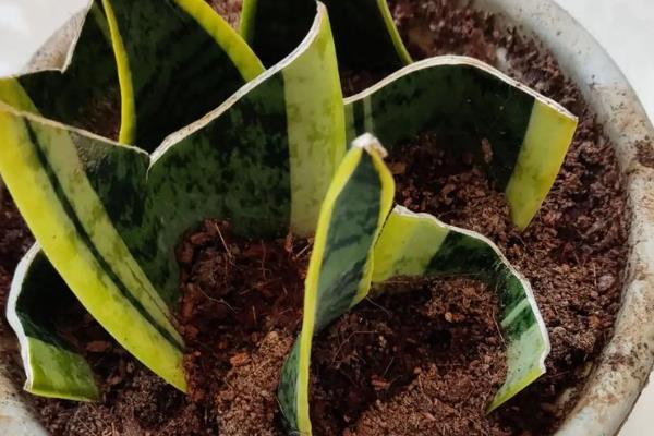 裸根虎皮兰上盆几天可以生根，需要一个月左右