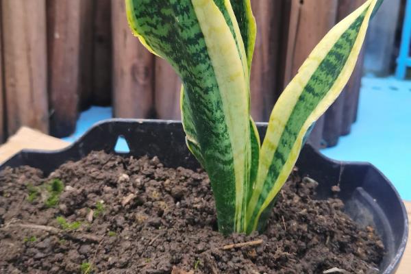 裸根虎皮兰上盆几天可以生根，需要一个月左右