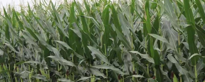 mc4520玉米种的特征特性，从出苗至成熟需要104天