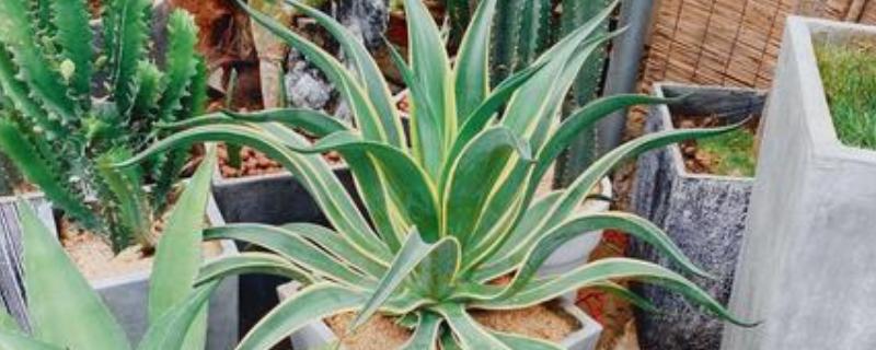 金边龙舌兰烂根如何解决，取出植株经过修剪消毒后再重栽