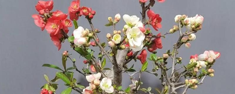 东洋锦与复色海棠有哪些区别，属于同一种植物