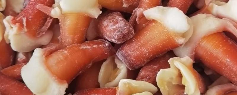 兰花蚌是什么，是种双壳贝类