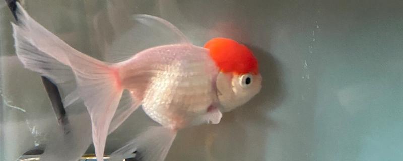 鱼尾巴有血丝用什么药，一般是不用药的