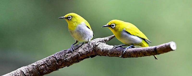 绣眼鸟怎么养毛色好看，需投喂营养丰富的饲料