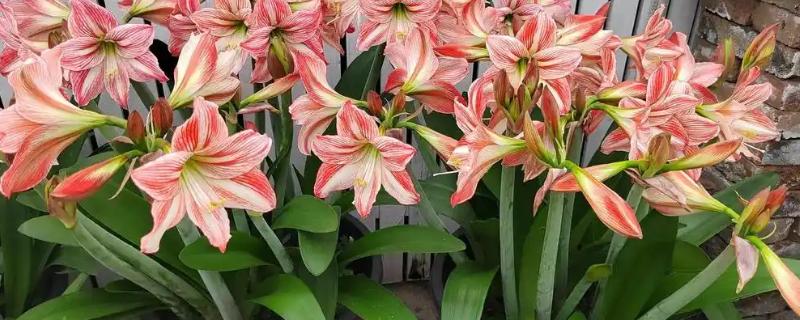 朱顶红的叶子可以扦插吗，不可以扦插