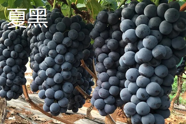 国内葡萄的常见品种，有夏黑、克伦生等