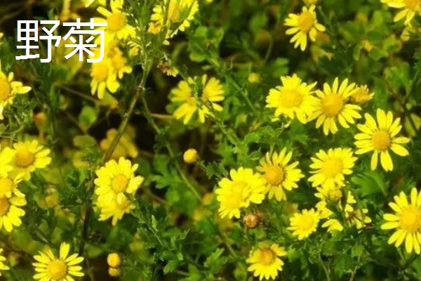 菊花的品种，常见野菊、墨菊、日光菊等种类