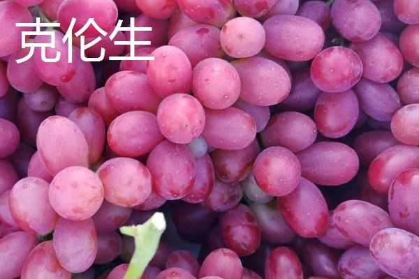 国内葡萄的常见品种，有夏黑、克伦生等