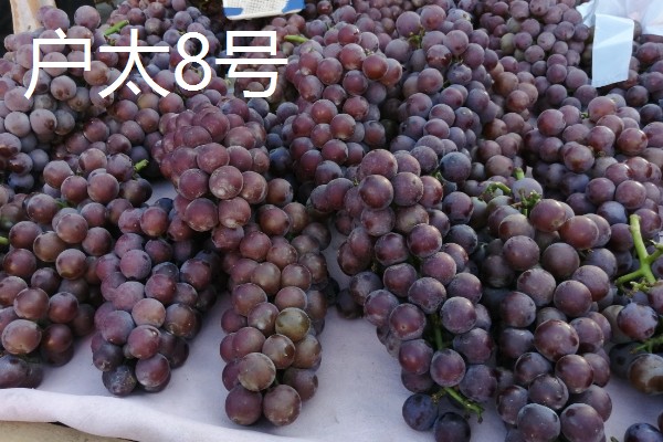 国内葡萄的常见品种，有夏黑、克伦生等