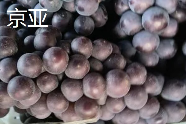 国内葡萄的常见品种，有夏黑、克伦生等