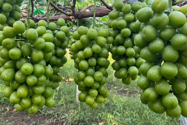 国内葡萄的常见品种，有夏黑、克伦生等