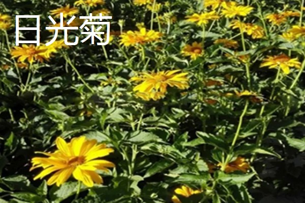 菊花的品种，常见野菊、墨菊、日光菊等种类