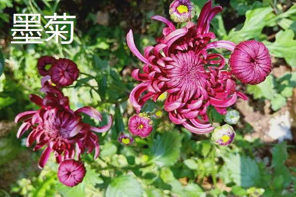 菊花的品种，常见野菊、墨菊、日光菊等种类