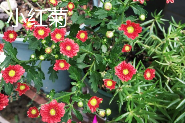 菊花的品种，常见野菊、墨菊、日光菊等种类