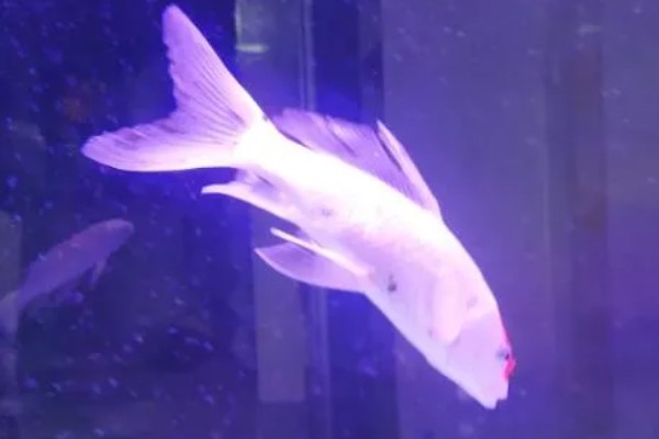 鱼是靠什么游动的，靠胸鳍、腹鳍等游动