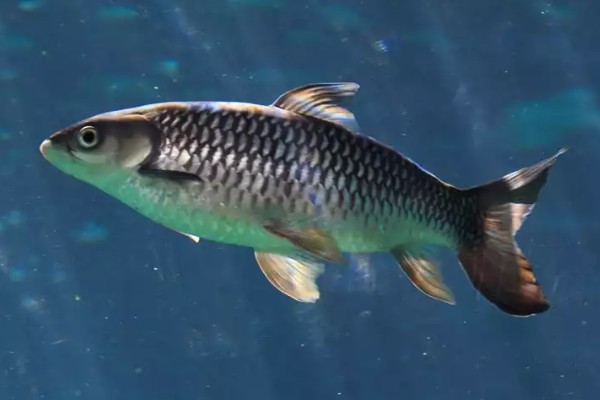 鱼是靠什么游动的，靠胸鳍、腹鳍等游动