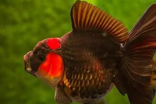 鱼是靠什么游动的，靠胸鳍、腹鳍等游动