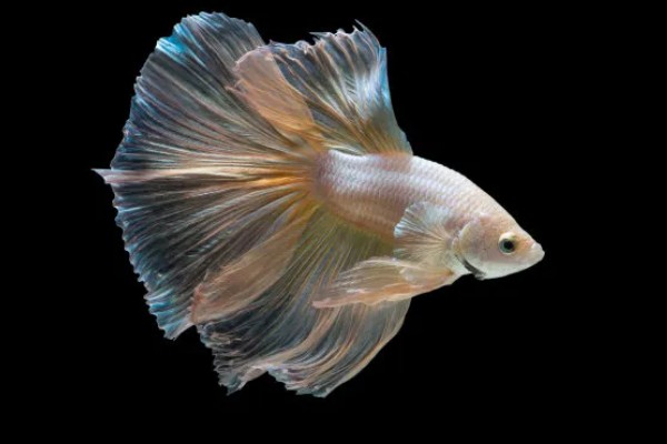 鱼是靠什么游动的，靠胸鳍、腹鳍等游动