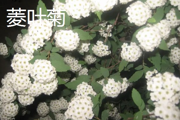 菊花的品种，常见野菊、墨菊、日光菊等种类