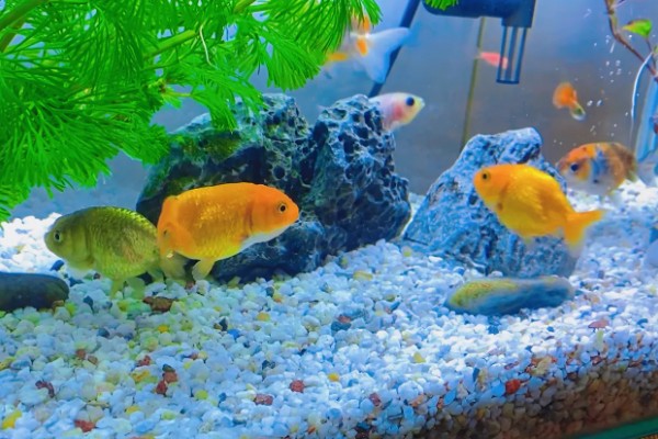 鱼是靠什么游动的，靠胸鳍、腹鳍等游动