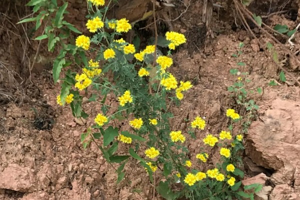 菊花的品种，常见野菊、墨菊、日光菊等种类